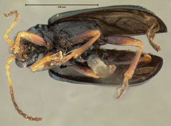 Media type: image;   Entomology 4342 Aspect: habitus ventral view